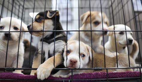Animals in the Shelter .
